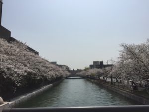 岡崎疎水 桜