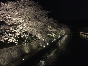 岡崎疎水 桜 ライトアップ