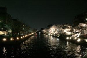 岡崎疎水 桜 ライトアップ
