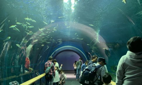 琵琶湖博物館 トンネル水槽